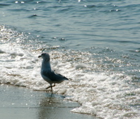 seagull2
