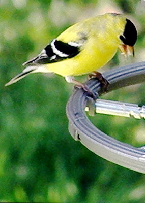 yellow bird at feeder