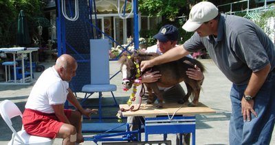 Sri Chinmoy and Thumbelina the horse